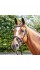 BR073 - Lynton Flash Bridle with 2 browbands