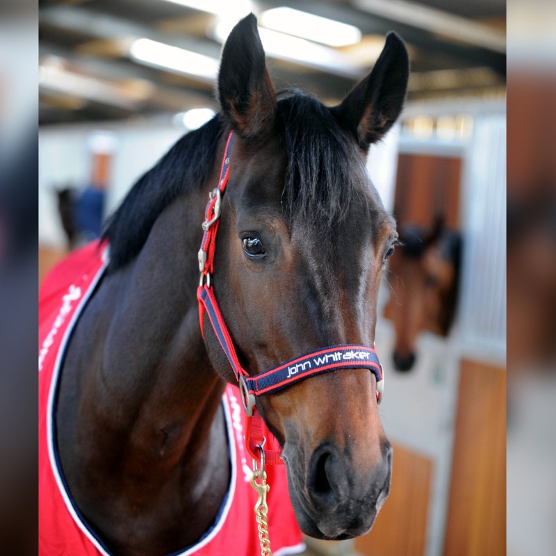 HC198- John Whitaker Padded Headcollar           