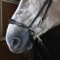 BR102 Rome Bridle with Reins - Available in Cob or Full - Black or Havana, Pick'n'Mix