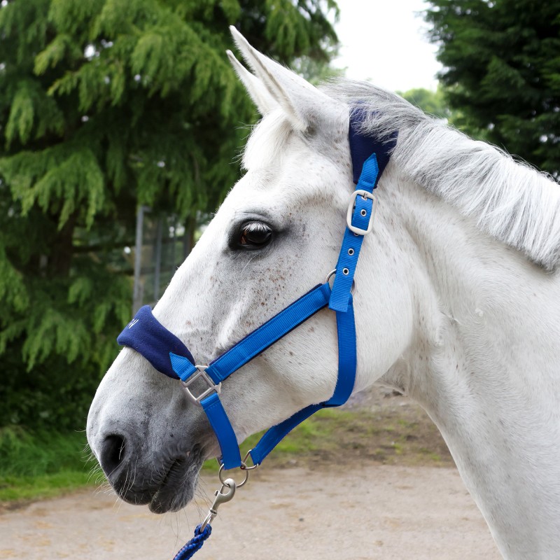 HC160 Club Headcollar & Leadrope Set in Royal Blue