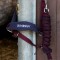 HC160 Club Headcollar & Leadrope Set in Burgundy