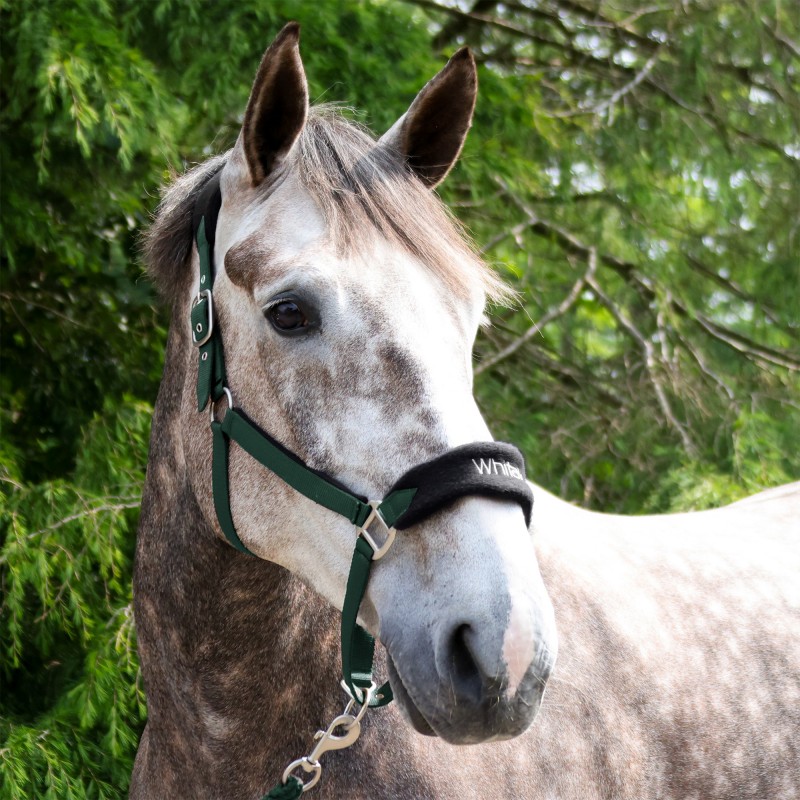 HC160 Club Headcollar & Leadrope Set in Green